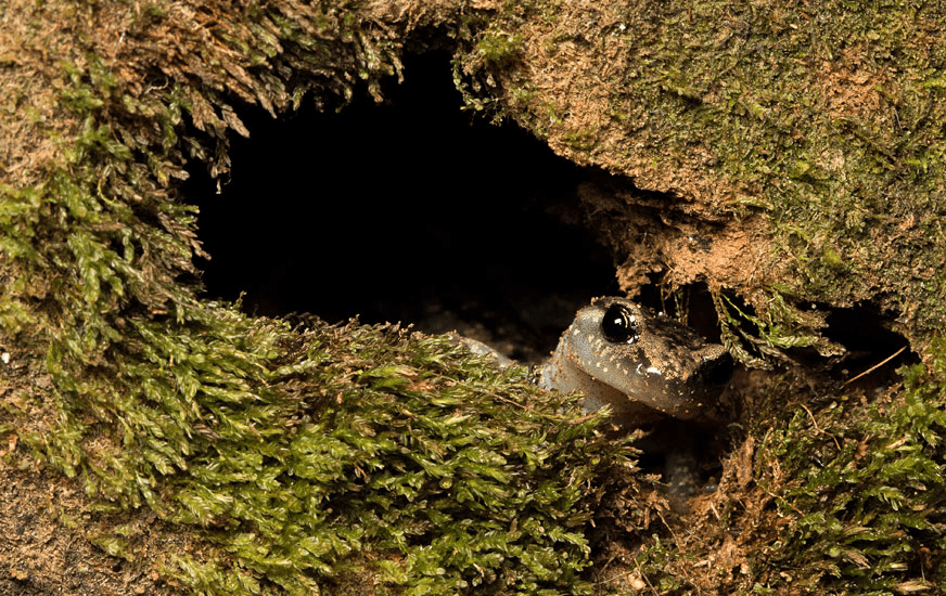Salamanders are Flying in the World’s Tallest&nbsp;Trees
