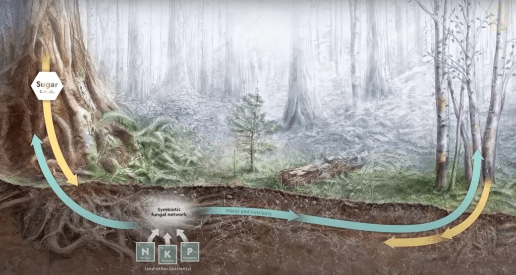 Restoring Forests and&nbsp;Ourselves