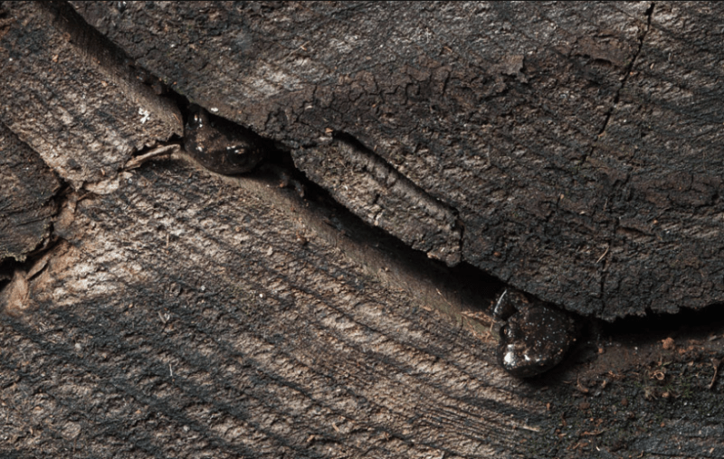 Salamander’s Home, Our&nbsp;Home