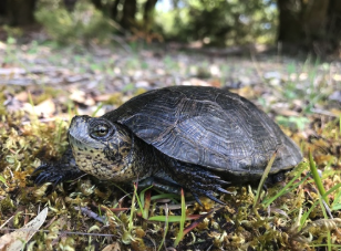 Restoring Old-Growth Forests in an Uncertain&nbsp;Time