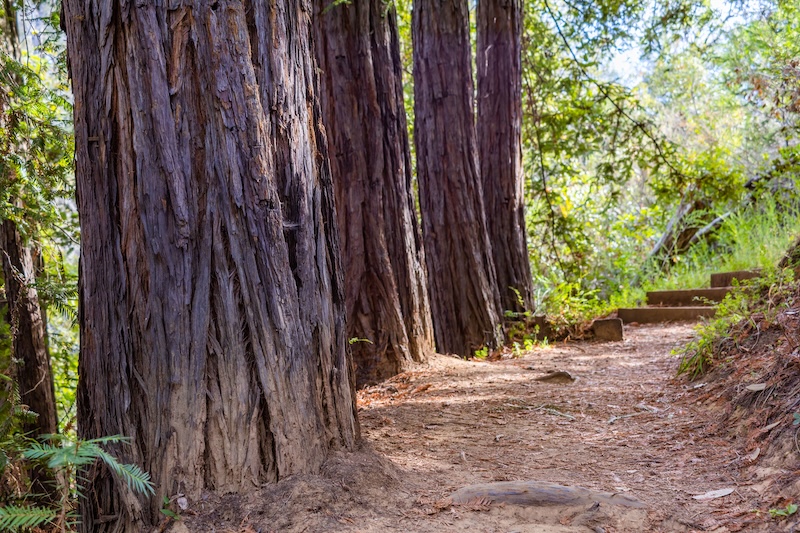Carbon Markets aren’t Saving the Forest for the Trees