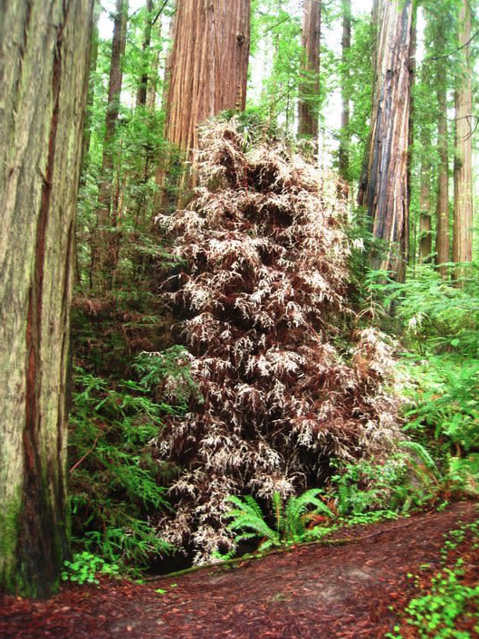 Albino Redwoods, first thought to be parasites, are big&nbsp;contributors