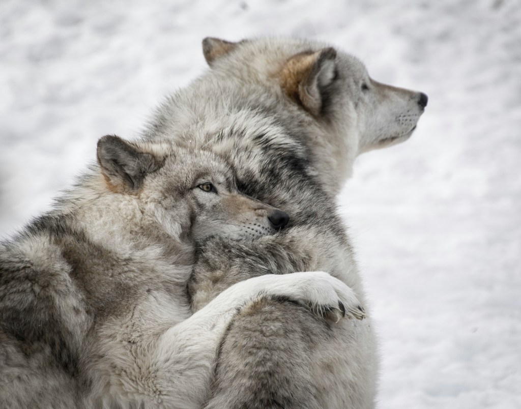 A Gift in Return: Rewilding with&nbsp;Wolves
